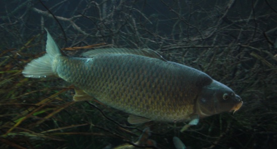 Unterwasseraufnahme Karpfenteich
