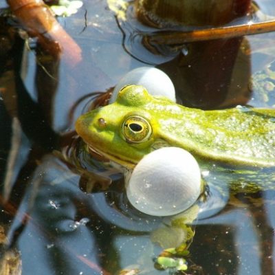 Frösche am Gartenteich Überblick und Arten Gartenteich Ratgeber