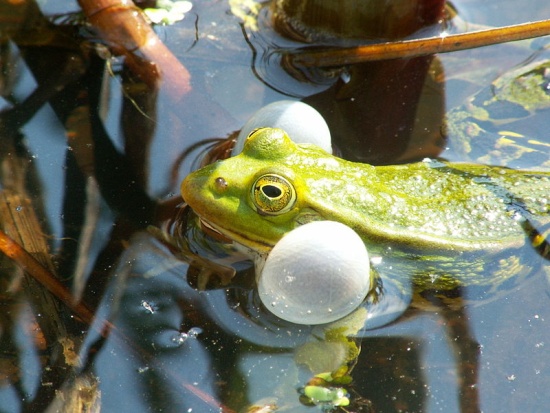 Rufendes Männchen des Kleinen Teichfroschs