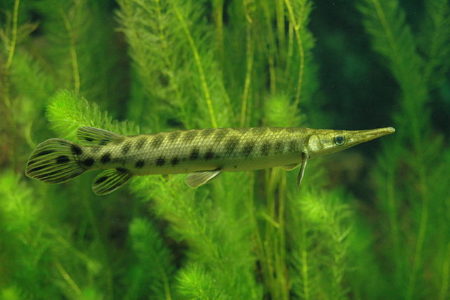 Eignen sich Fische wie der Katzenwels für den Gartenteich Gartenteich