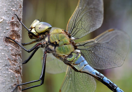 Portrait der Großen Königslibelle Anax imperator