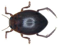 Tiere im Teich bestimmen Insekten, Käfer, Krabbler Überblick und Arten