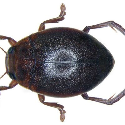 Insekten und Käfer im Teich Überblick und Arten Gartenteich Ratgeber