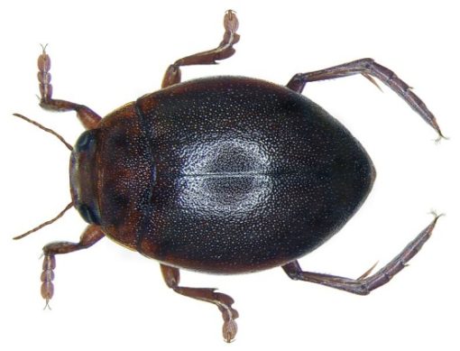 Tiere im Teich bestimmen Insekten, Käfer, Krabbler Überblick und Arten