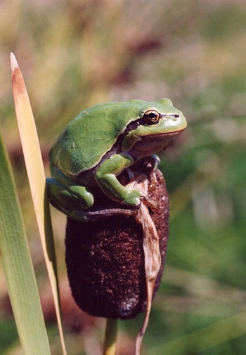 Laubfrosch auf einem Rohrkolben