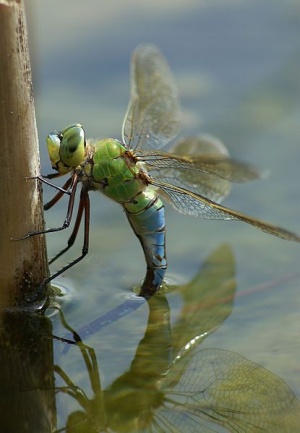 Weibchen von Anax imperator, der Großen Königslibelle, bei der Eiablage