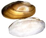 Muscheln im Gartenteich Gartenteich Ratgeber