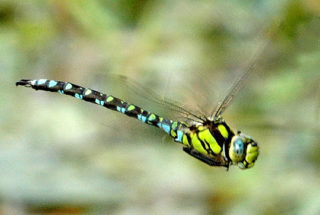 Fliegendes Männchen der Blaugrünen Mosaikjungfer Aeshna cyanea