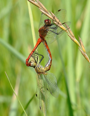 Paarungsrad der Blutroten Heidelibelle