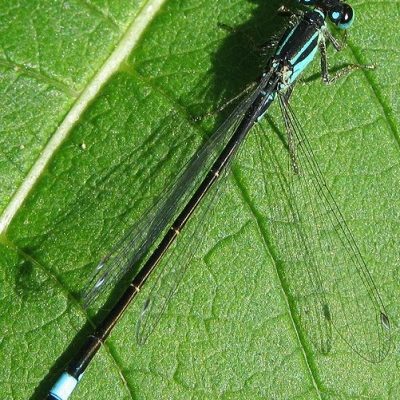 Libellen am Gartenteich Überblick und Arten Gartenteich Ratgeber