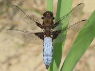 Männchen der Plattbauch-Libelle