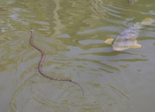 Ringelnatter im Wasser