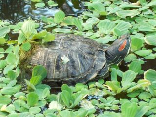 Rotwangenschmuckschildkröte inmitten einer Schwimmpflanzendecke aus Muschelblumen