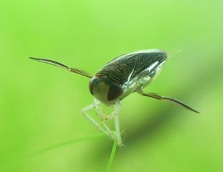 Ruderwanze Corixa punctata