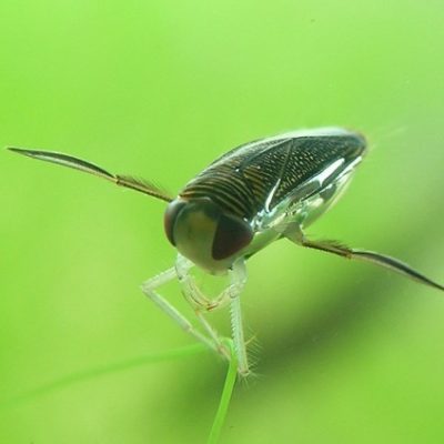Insekten und Käfer im Teich Überblick und Arten Gartenteich Ratgeber
