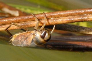 Rückenschwimmer Notonecta glauca