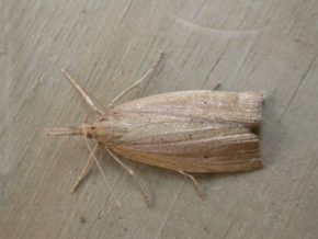 Tiere im Teich bestimmen Insekten, Käfer, Krabbler Überblick und Arten