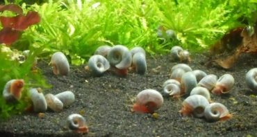 Schnecken und Muscheln im Gartenteich Überblick und Arten