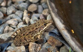 Seefrosch am Rand eines Gartenteichs