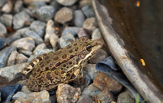 Großer Grüner Frosch Im Gartenteich Mit Schöner Reflexion an Der  Wasseroberfläche Zeigt Froschaugen Im Gartenbiotop in Makroansich Stockfoto  - Bild von auge, umgebung: 220270960