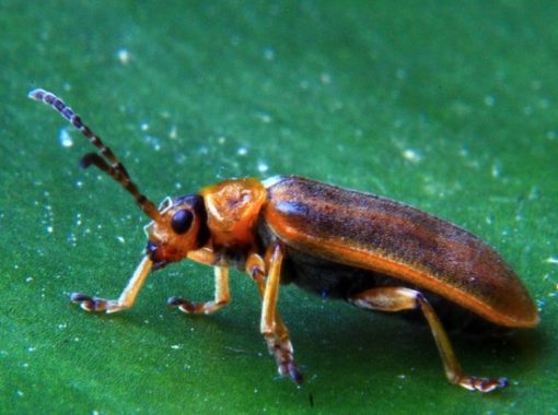 Tiere im Teich bestimmen Insekten, Käfer, Krabbler Überblick und Arten