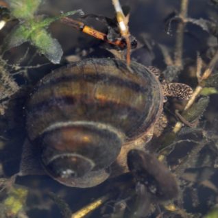 Schnecken und Muscheln im Gartenteich Überblick und Arten