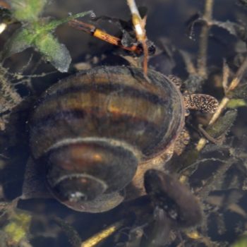 Schnecken und Muscheln im Gartenteich Überblick und Arten