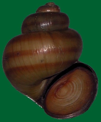 Spitzen Sumpfdeckelschnecke