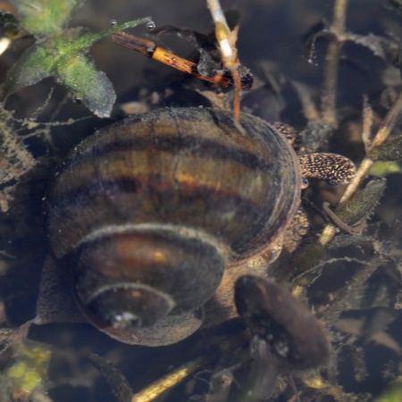 Spitze Sumpfdeckelschnecke