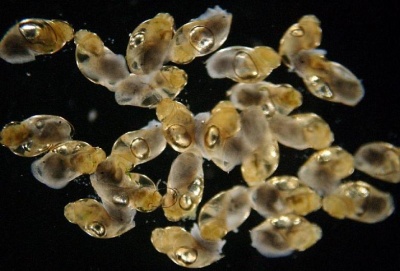 Frisch geschlüpfte Jungschnecken von Lymnaea stagnalis
