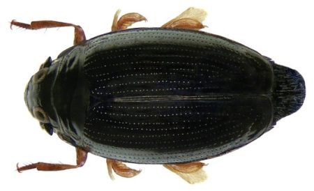 Gemeiner Taumelkäfer Gyrinus striatus