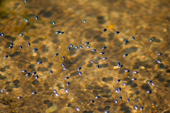 Eine Gruppe an der Wasseroberfläche hin- und hersausender Taumelkäfer