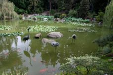 Der Koiteich - Vorüberlegungen und Planungen zum Koi-Teichbau