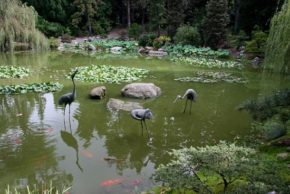 Der Koiteich - Vorüberlegungen und Planungen zum Koi-Teichbau