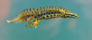 Wasserform des Teichmolch-Männchen