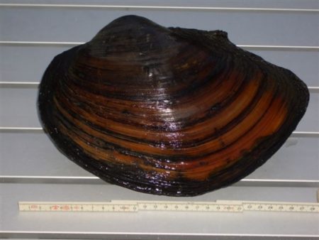 Große Teichmuschel Anodonta cygnaea