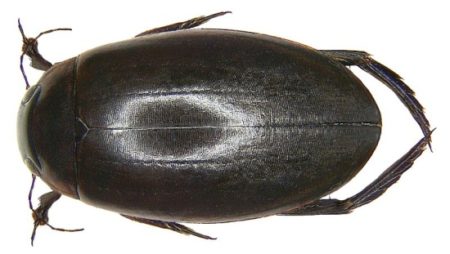 Teichschwimmer