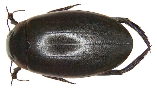 Teichschwimmer