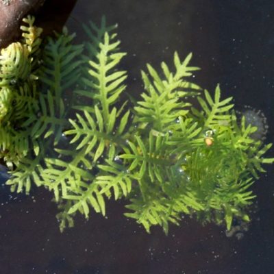 Weitere TeichSonderformen Gartenteich Ratgeber