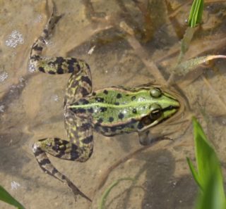 Heimische Froscharten im Detail