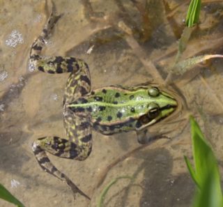 Heimische Froscharten im Detail