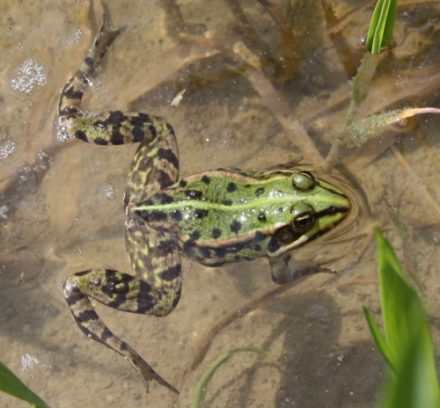 Wasserfrosch (Rana esculenta) Lebensraum, am Teich, Steckbrief