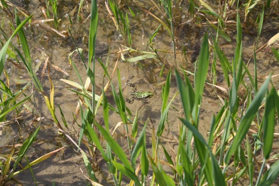 Wasserfrosch