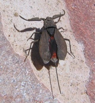 Wasserskorpion Nepa cinerea mit teilweise ausgebreiteten Flügeln