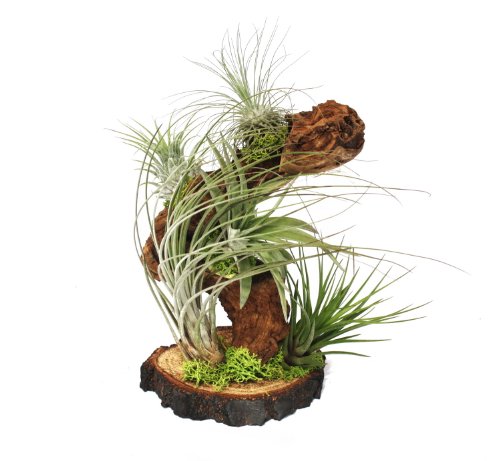 Exotenherz - Tillandsien auf Wurzelbaum - gross - 5 Pflanzen