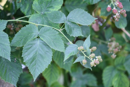 Brombeeren am Gartenhaus