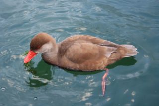 Enten am Gartenteich