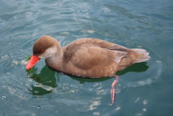 Enten vertreiben 5 wirksame Methoden gegen Enten am Teich