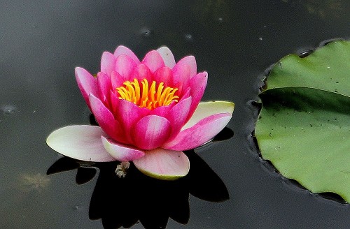 Seerose in einem Gartenteich