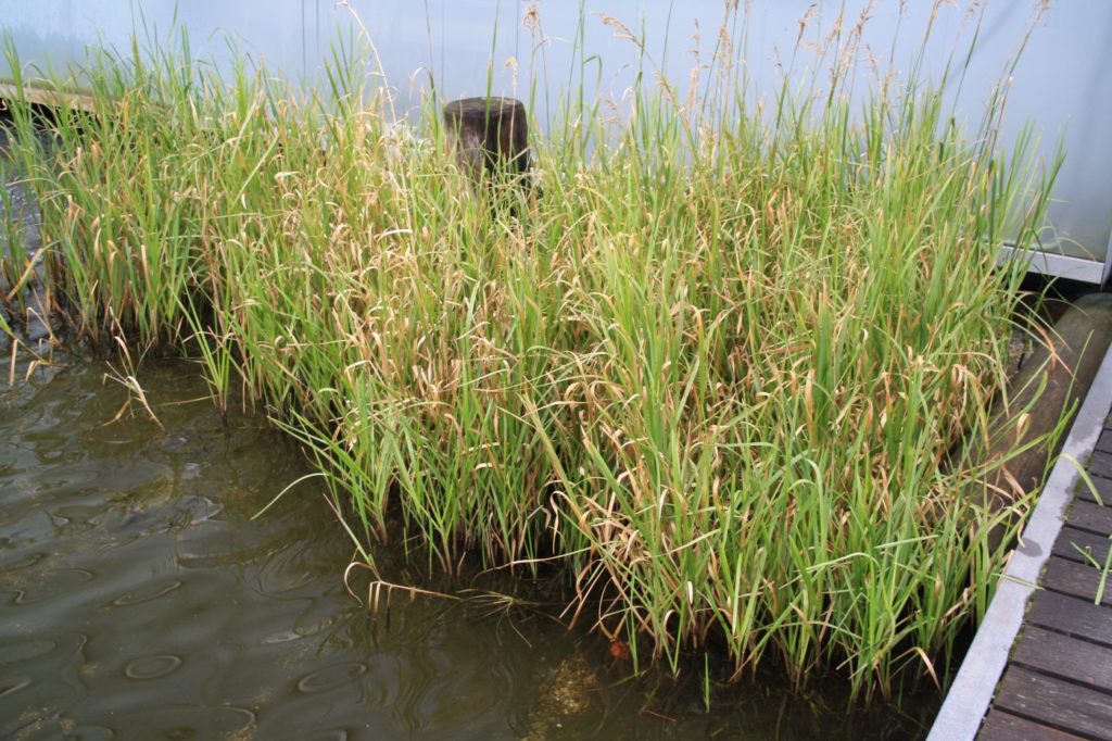 Teichpflanzen zurückschneiden Gartenteich Ratgeber